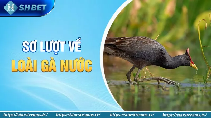 Gà nước có thể làm gà chọi không? Tất tần tật về loài gà nước! 1 Sơ lượt về loài gà nước